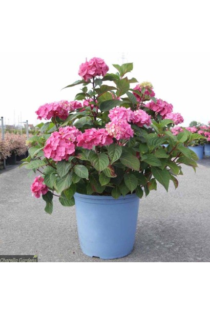 Hydrangea macrophylla Endless Summer 