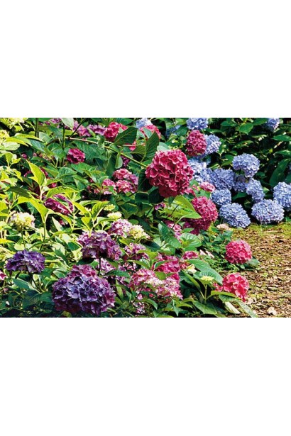 Гортензия широколистая Эндлес Саммер в ландшафте