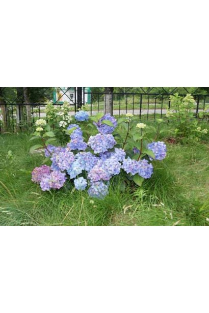 Гортензия Эндлес Саммер куст в саду
