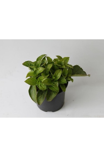 Гортензия Блум Стар в горшке 3 л