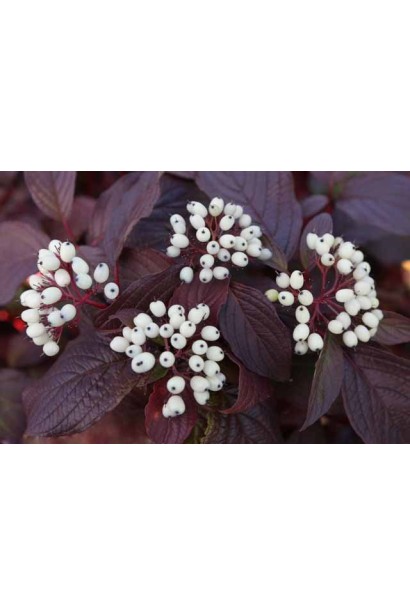 Дерен Сайберіан Перл червоне листя восени