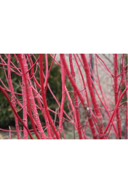 Дерен Сайберіан Перл червоні пагони