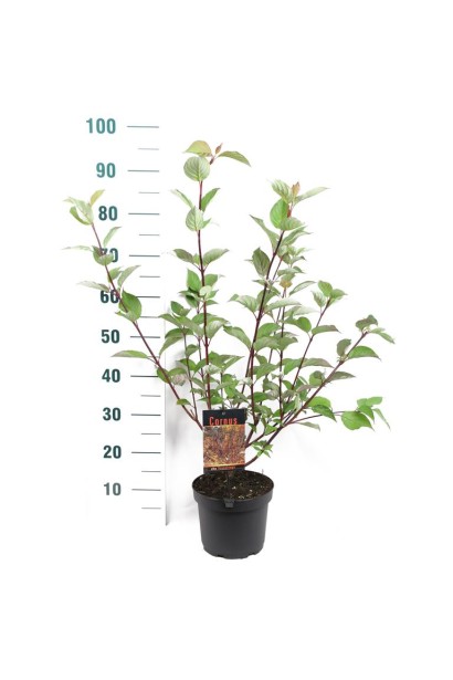 Дерен білий Сайберіан Перл в горщику 3 л