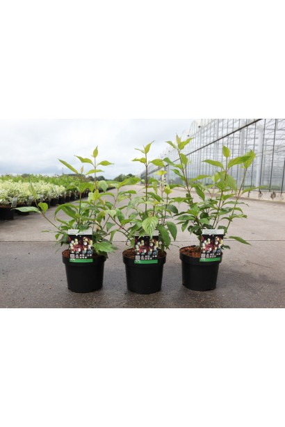 Кизил білий Сайберіан Перл саджанці 