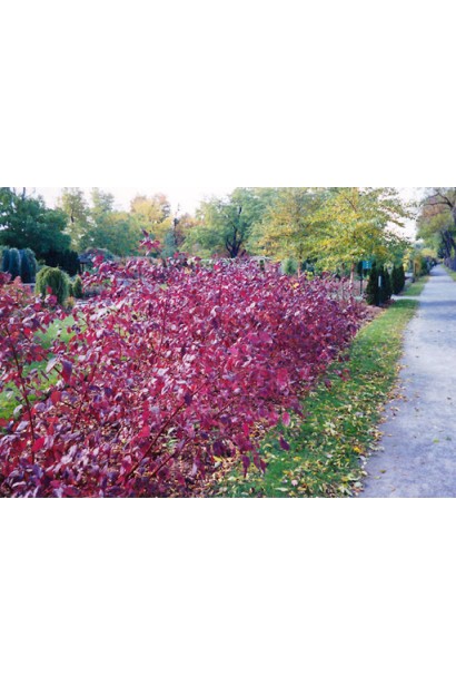 Дерен білий Сайберіан Перл живопліт