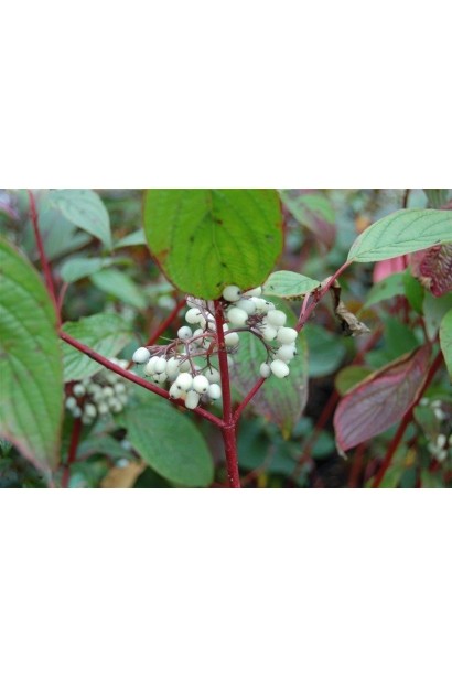 Свидина біла Сайберіан Перл 