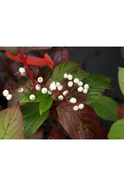 Cornus alba Siberian Pearls