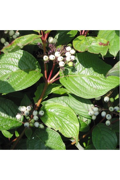 Дерен білий Сайберіан Перл