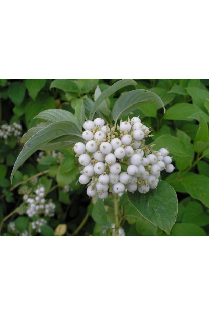 Дерен Сибірська перлина