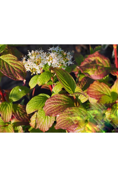 Дерен білий Сайберіан Перл листя