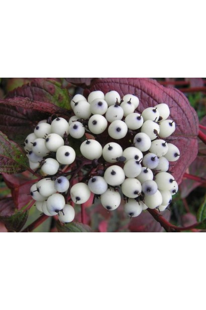 Дерен Сайберіан Перл дрібні білі плоди