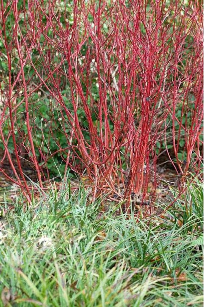 Дерен білий Сайберіан Перл молоді пагони