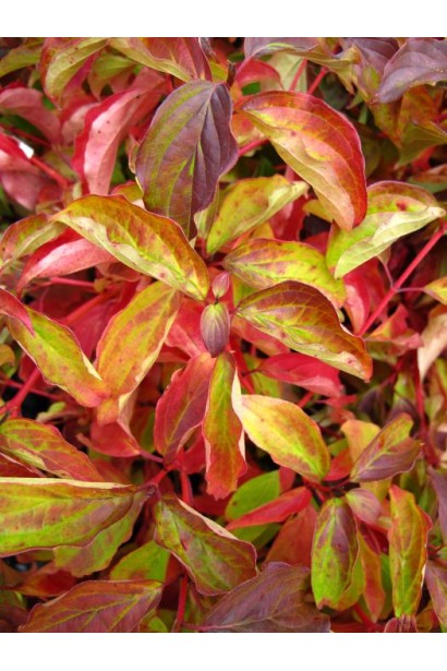 Дерен Чарівне полум’я