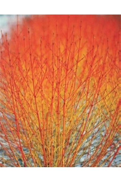 Дерен червоний Меджік Флейм