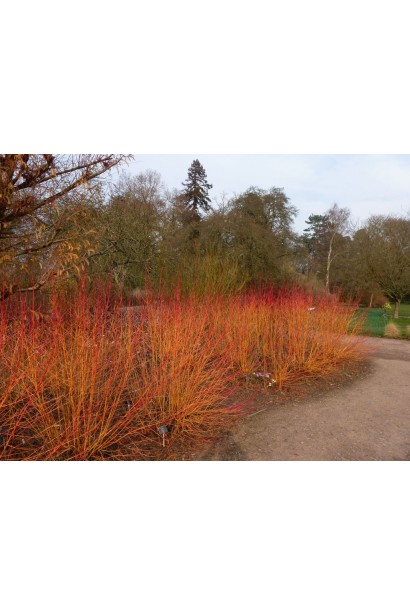 Дерен Меджік Флейм в ландшафті