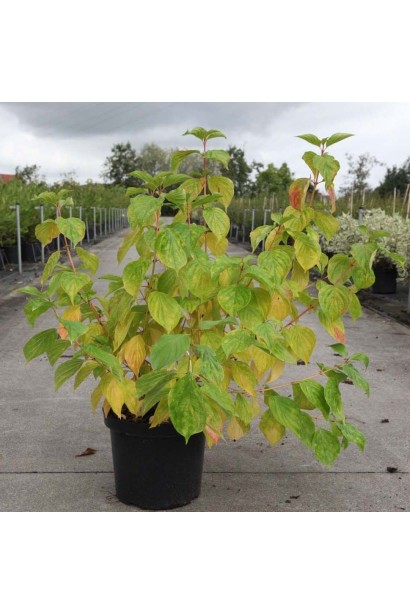 Дерен червоний Меджік Флейм саджанець в горщику  5 л