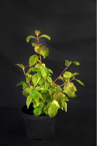 Дерен червоний Меджік Флейм контейнер 3 л