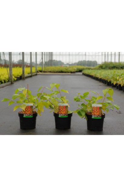 Дерен червоний Меджік Флейм саджанці в садовому центрі