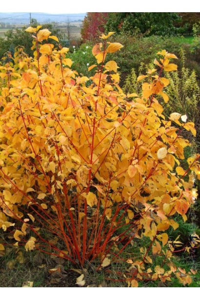 Дерен Magic Flame