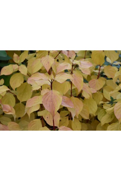 Дерен червоний Меджик Флейм