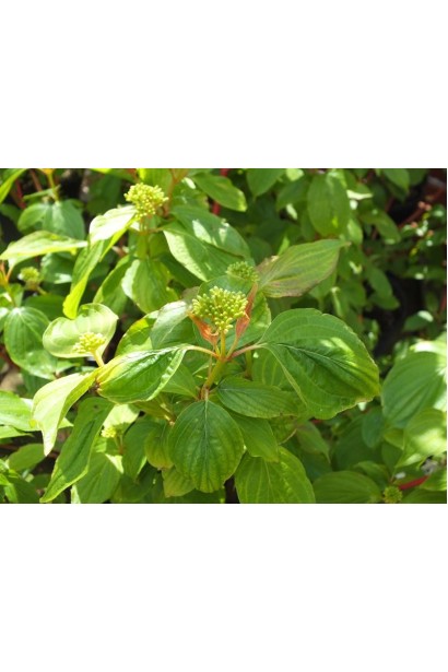 Дерен червоний Magic Flame