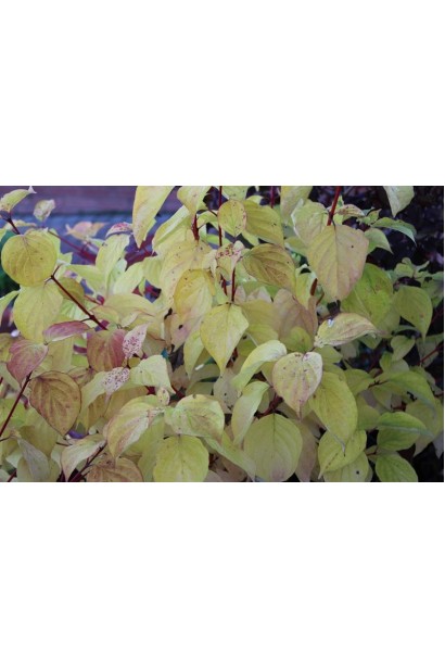 Кизил Меджік Флейм листя