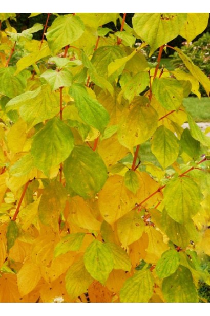 Cornus Magic Flame восени