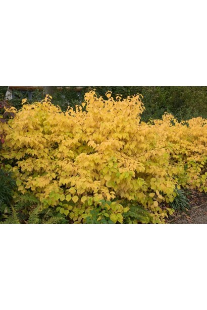 Дерен криваво-червоний Меджік Флейм кулястий кущ