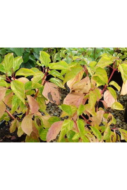 Cornus sanguinea Magic Flame