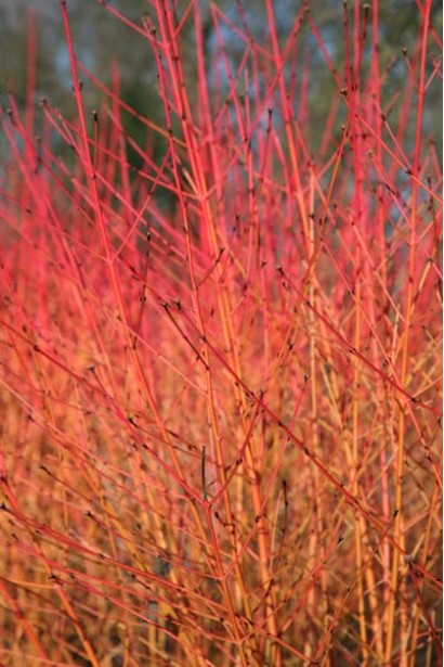Дерен Меджік Флейм яскраво-червоні стебла