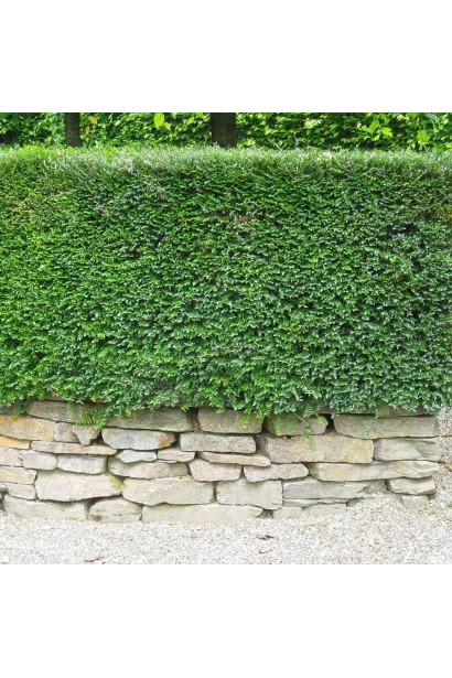 Жива зелена огорожа з жимолості