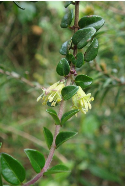 Жимолость блискуча трубчасті кремово-білі квіти