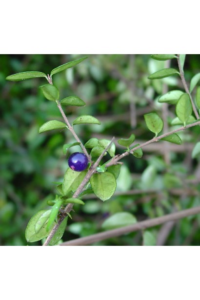 Ягоди жимолості блискучої