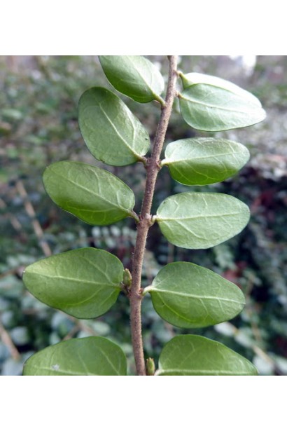 Жимолость блискуча протилежні листки