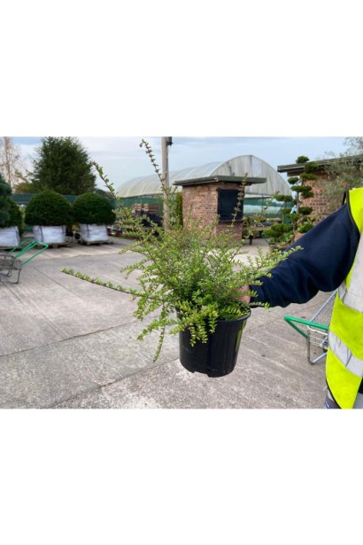 Жимолость блискуча саджанець в контейнері