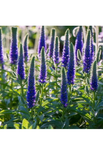 Вероніка колосиста Роял Кендлс