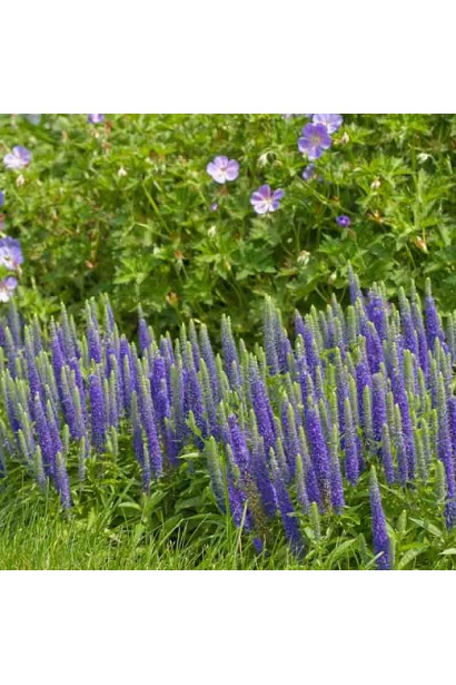 Вероніка Королівські свічки