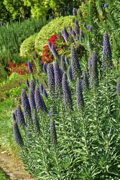 Вероніка Roayl Candfles квітучий багаторічник