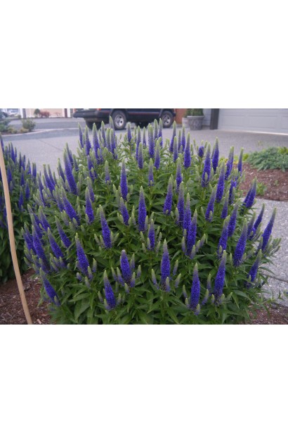 Вероніка колосиста Роял Кендлс на клумбі