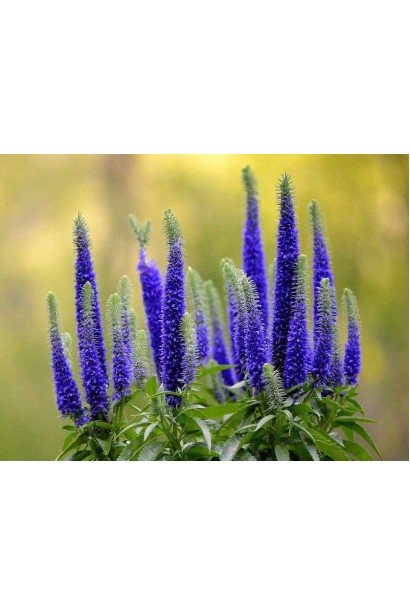 Вероніка Роял Кендлс темно-сині колючі суцвіття