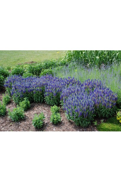 Veronica spicata Roayl Candfles