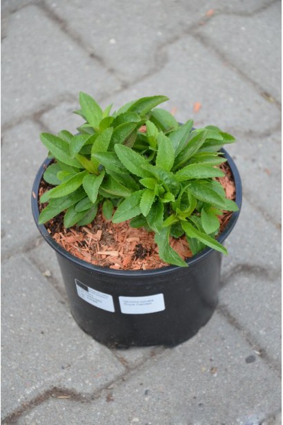 Вероніка колосиста Роял Кендлс контейнер 3 л