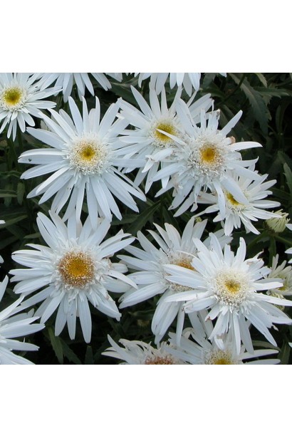 Ромен Кристин Хагемен – ярко-белые цветы.