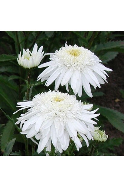 Leucanthemum Christine Hagemann – декоративный многолетник