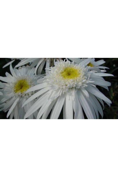 Leucanthemum superbum Christine Hagemann