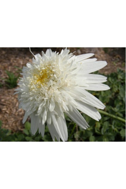 Leucanthemum superbum Christine Hagemann – махровые лепестки