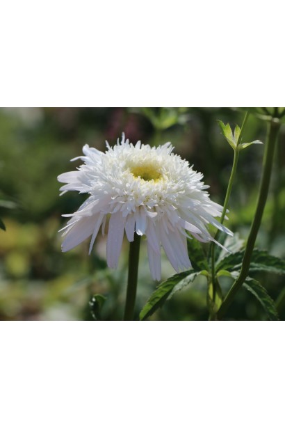 Кристин Хагемен – идеальный для клумб и бордюров