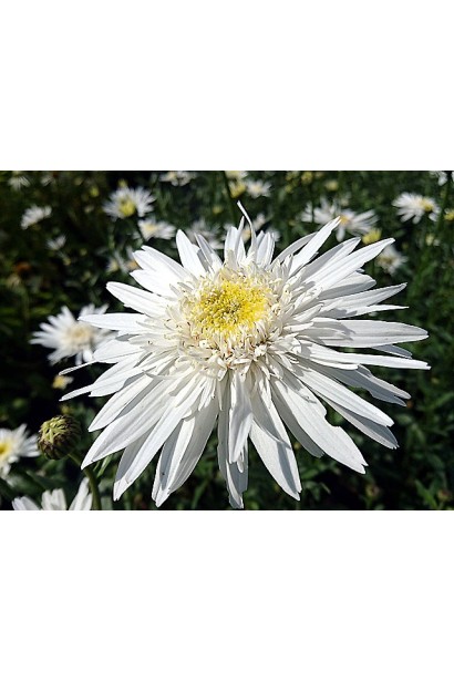 Кристин Хагемен – универсальный для срезки цветок