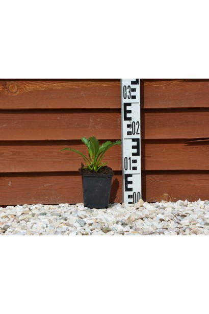 Ромен / Леукантемум замечательный Кристин Хагемен