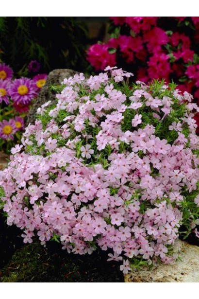 Компактний флокс із квітами пастельного бузкового відтінку.